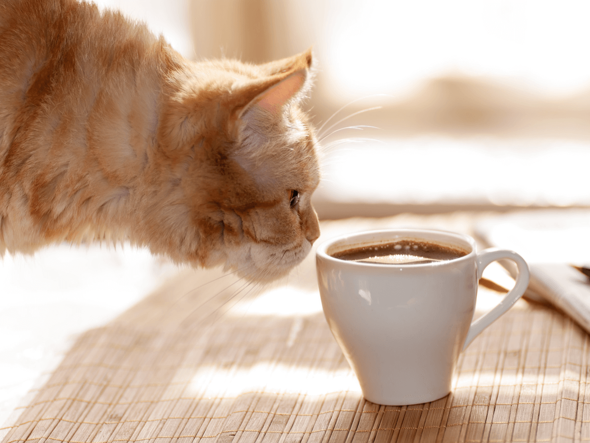 猫 コーヒー