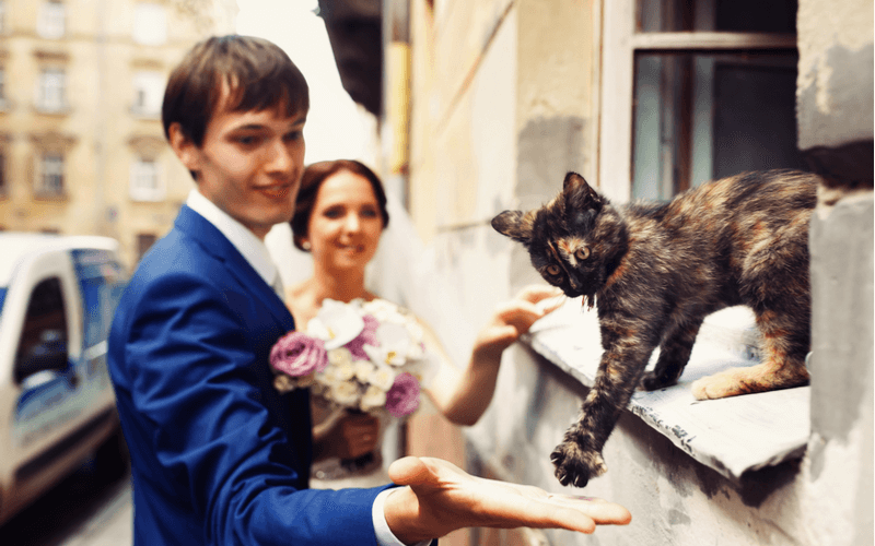 猫 結婚式