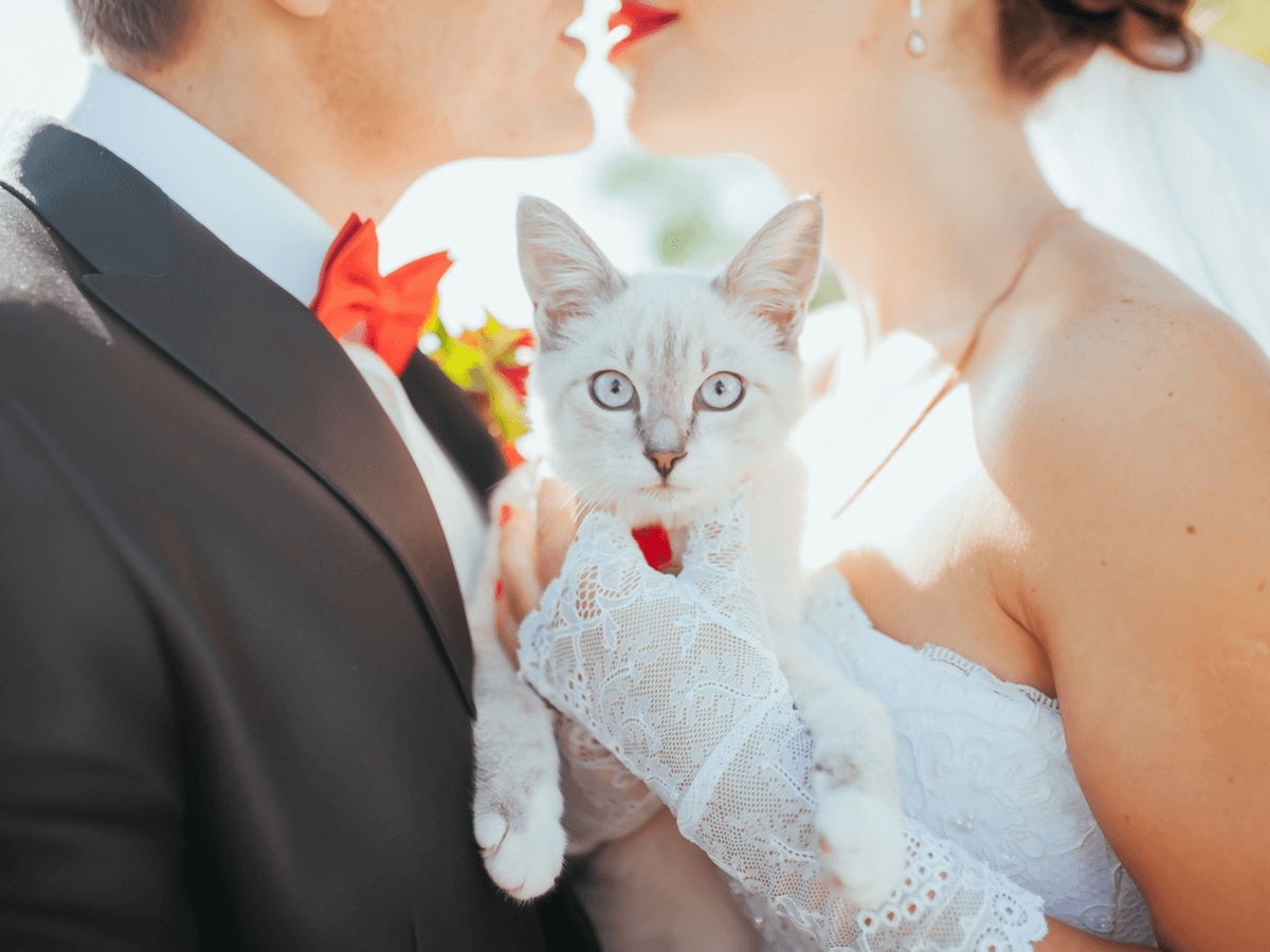 猫　結婚式