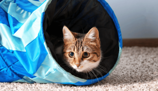 愛猫が喜ぶおすすめトンネル9選！手作りの方法も大公開