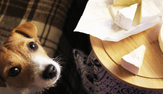 犬はチーズを食べても大丈夫！与える際の注意点3つとおすすめ商品7選