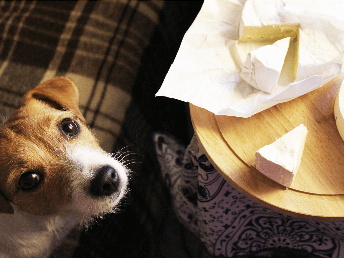 犬　チーズ