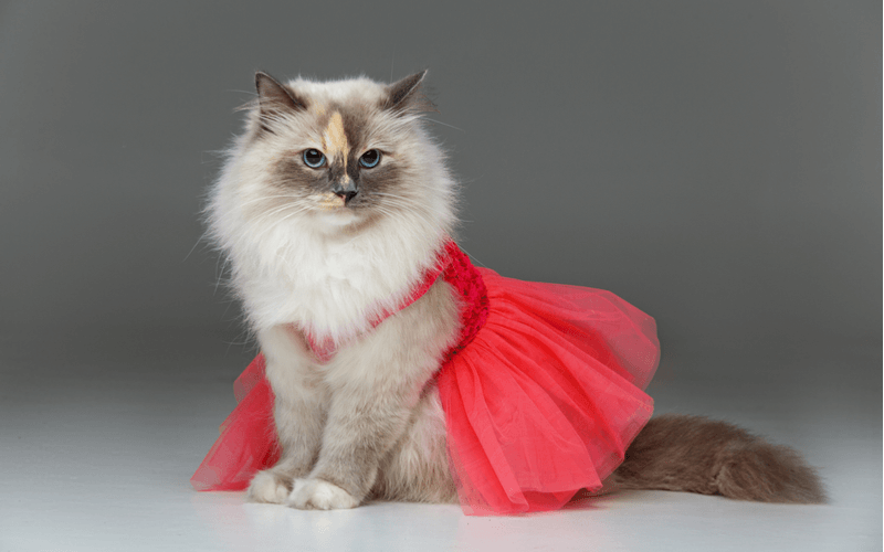 猫　ドレス