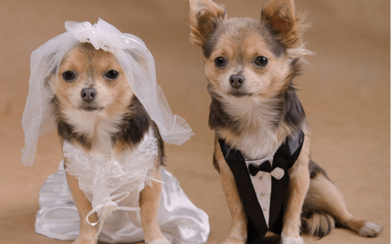 犬同士　結婚式