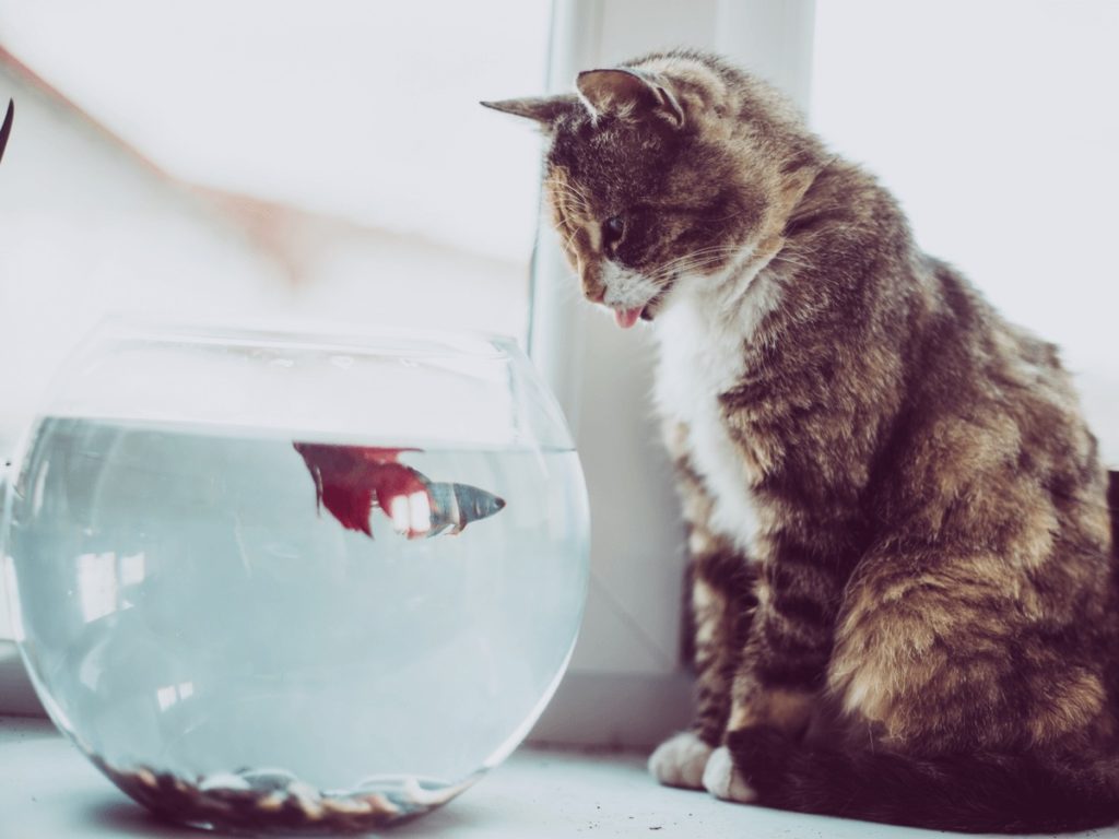 猫は金魚を食べるって本当なの 一緒に同居させるときの注意点6つと対策法 Poppet ポペット ペット大好き