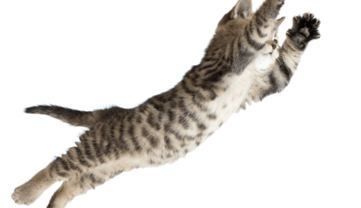 猫のジャンプ力は体高の5倍！？その理由やまさかのジャンプ失敗動画までご紹介