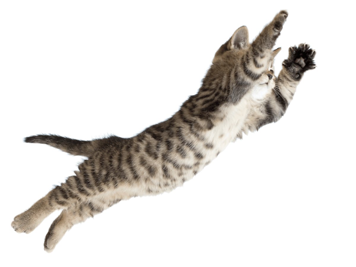猫のジャンプ力は体高の5倍 その理由やまさかのジャンプ失敗動画までご紹介 Poppet ポペット ペット大好き