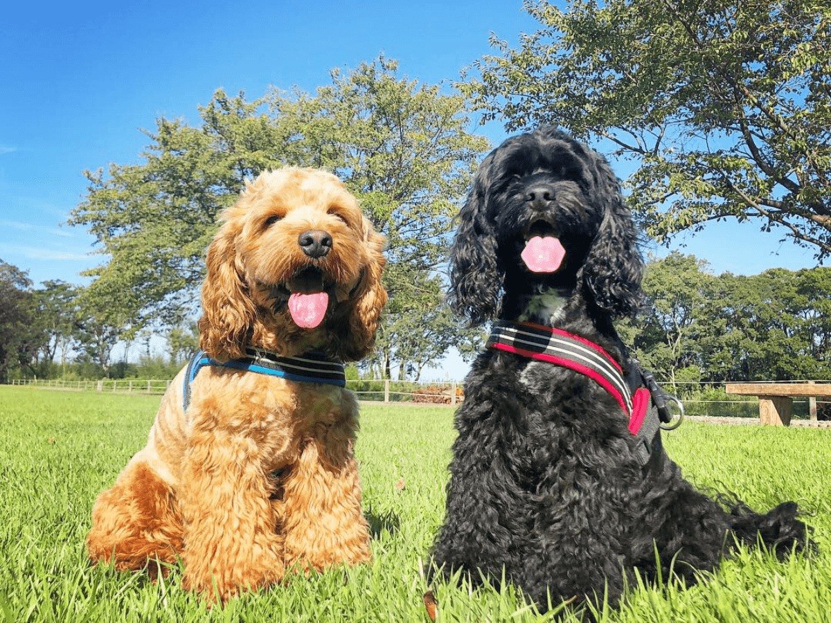 ペットと行ける公園関西エリア28選 一日中遊べる場所を探そう Poppet ポペット ペット大好き