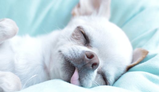 犬は寝言で悲鳴や吠えることがある？クンクンと鳴く原因・わふわふと言うかわいい動画を大公開！