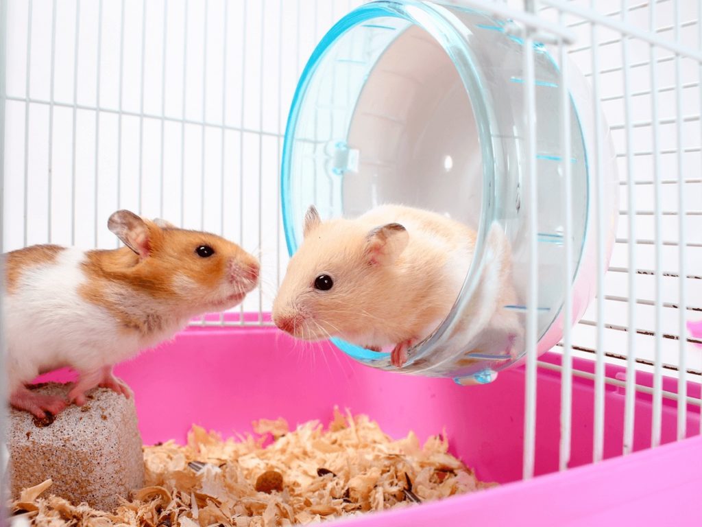 ハムスターのケージはどれがおすすめ タイプ別の特徴と人気の商品を紹介 Poppet ポペット ペット大好き