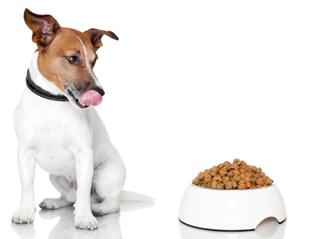 犬が納豆を食べるのはok 得られる効果やおすすめのサプリ5選 Poppet ポペット ペット大好き