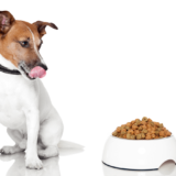 犬が納豆を食べるのはOK？得られる効果やおすすめのサプリ5選