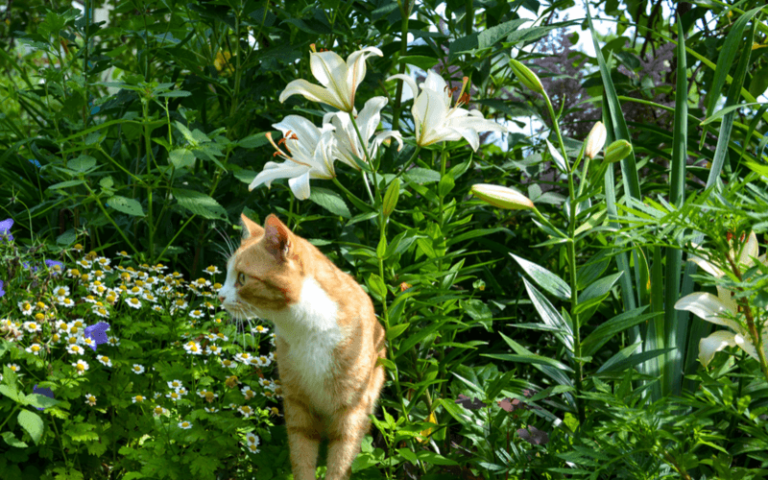 猫のユリの毒性