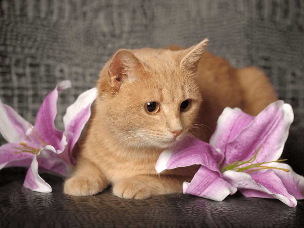 猫のユリの毒性