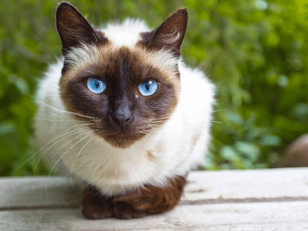 シャムってどんな性格の猫 性別で異なるその特徴とミックスについて Poppet ポペット ペット大好き