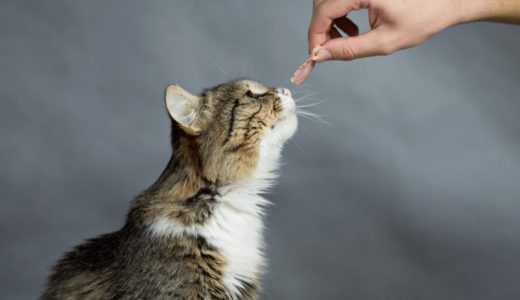 猫用ジャーキーおすすめ無添加商品10選！丸呑みしないように様子を観察しよう