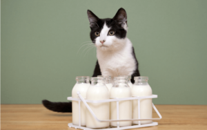 猫に砂糖は病気のもと！与えない方が良い理由と食べたときの対処法