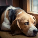 犬 悲しい