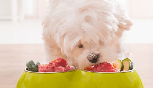 犬用おやつのおすすめ10選！無添加で人気の商品や手作りに便利な食材を紹介