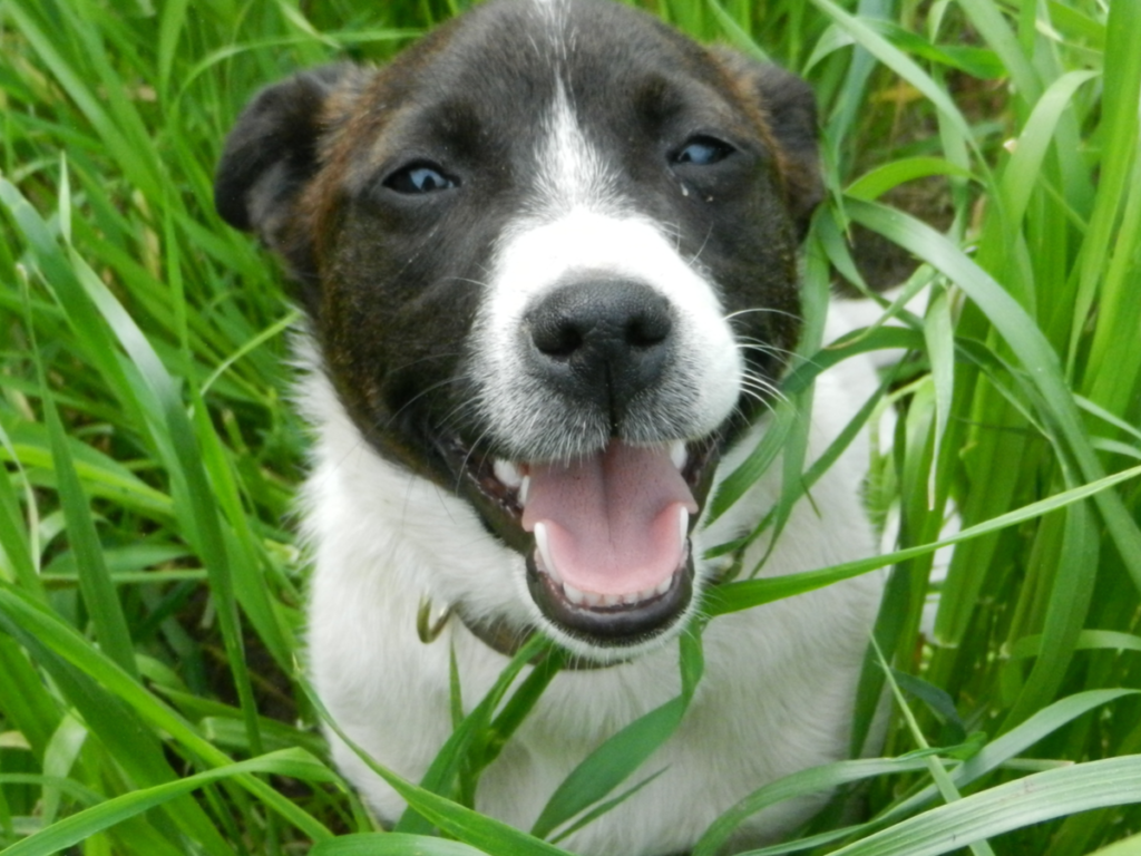 犬が草を食べるのはなぜ その理由と食べたときの注意点を紹介 Poppet ポペット ペット大好き