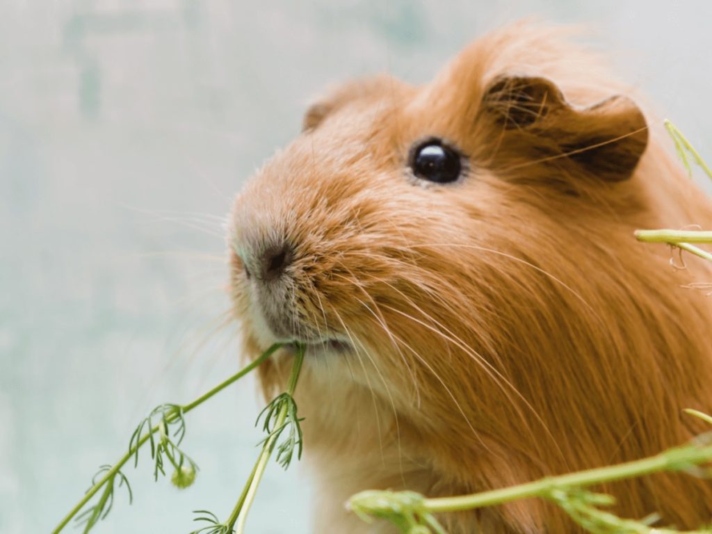 モルモットの飼い方を徹底解説！初心者をサポートする飼育本や動画も紹介 | poppet（ポペット）ペット大好き