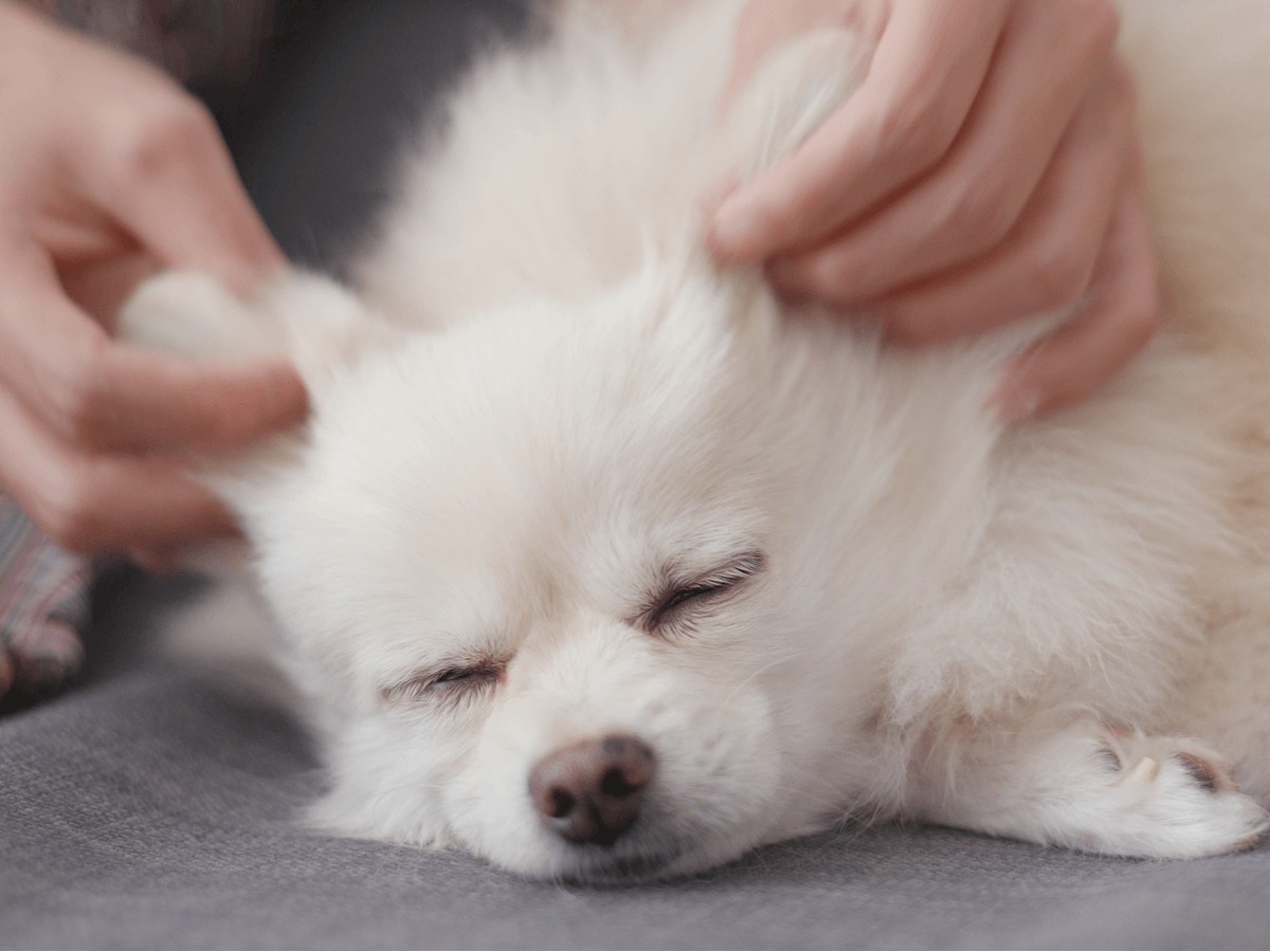 自宅で簡単にできる愛犬のマッサージ法とおすすめのマッサージ関連グッズ6選を紹介 Poppet ポペット ペット大好き