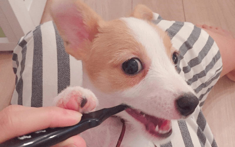 犬 歯磨きおもちゃ