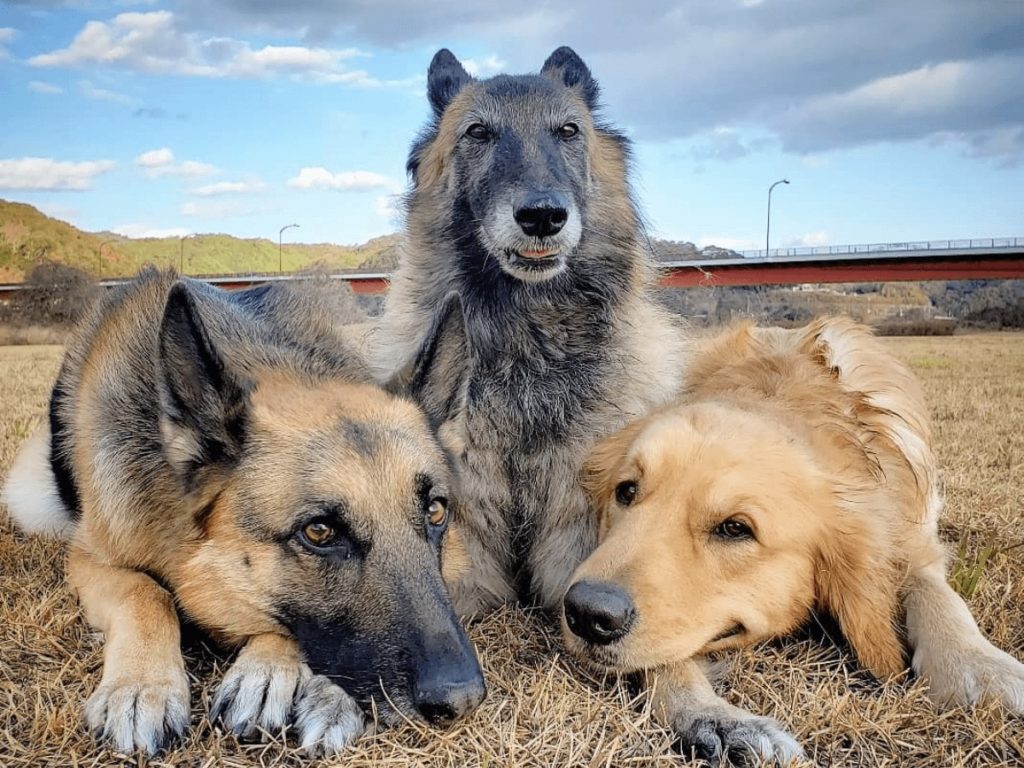 大型犬の特徴と種類 おすすめしたい飼いやすい犬種18選 Poppet ポペット ペット大好き