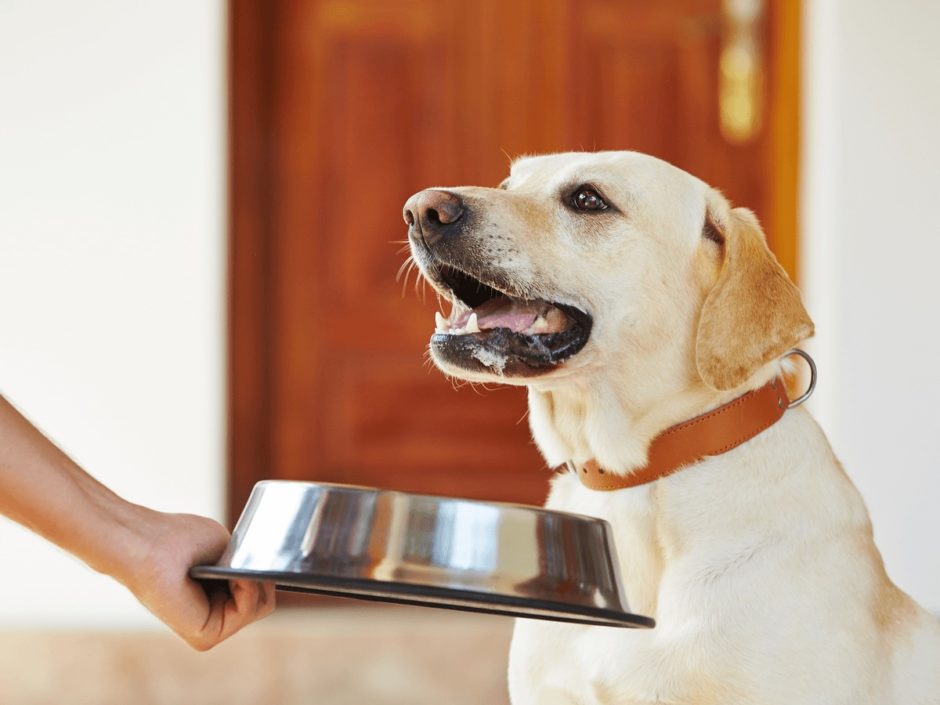 大根は犬の健康を守る強い味方！与える際に気を付けたいポイントと正しい与え方を紹介