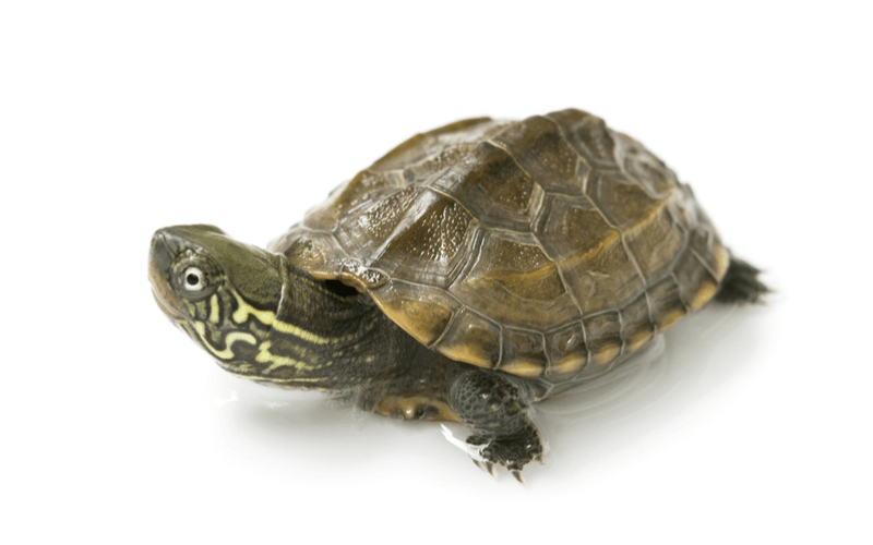 Chinese pond turtle