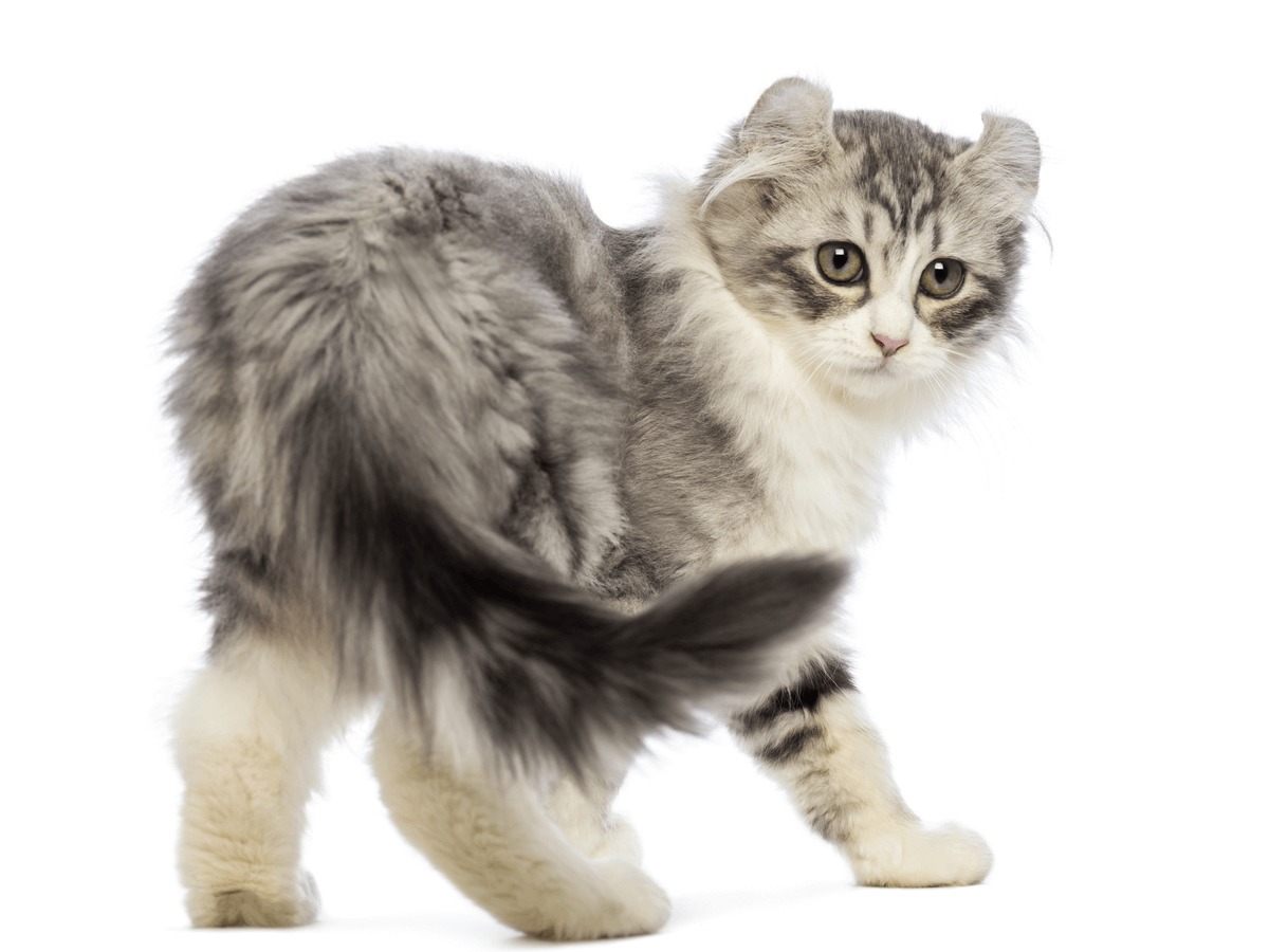 アメリカンカールはどんな性格 猫界のピーターパンと呼ばれる人気の猫種について Poppet ポペット ペット大好き